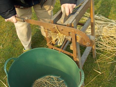 Paille de Miscanthus : comment l'utiliser ?