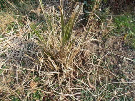 Paille de Miscanthus : comment l'utiliser ?