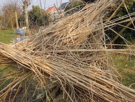 Paille de Miscanthus : comment l'utiliser ?