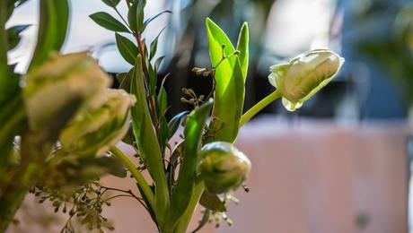 #KloraneCDA: Naturellement plaisant