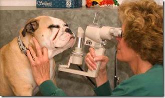 Les causes et remèdes pour les traces rougeâtres sous les yeux  du chien