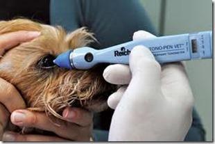 Les causes et remèdes pour les traces rougeâtres sous les yeux  du chien