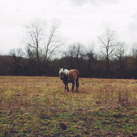 Landes Forest