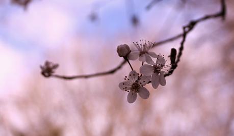 La Szarlotka (gâteau aux pommes polonais) de Dagmara