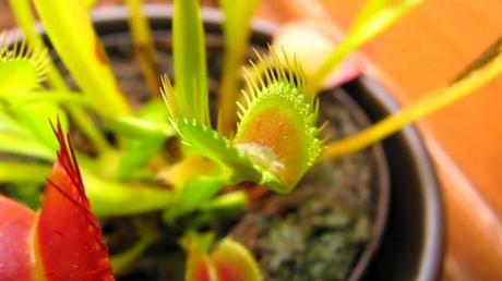 Photo et vidéo (c) Scott Schiller