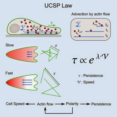 #Cell #actine #flux #cellule #polarité #persistancecellulaire Les flux d’actine comme médiateurs du couplage universel entre vitesse de mouvement et persistance cellulaires