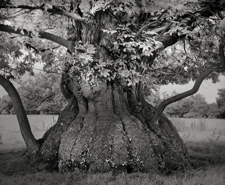 Beth Moon - ancient trees photography - supapanda (4)