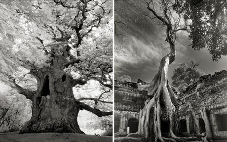 Beth Moon - ancient trees photography - supapanda (7)