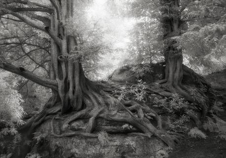 Beth Moon - ancient trees photography - supapanda (10)