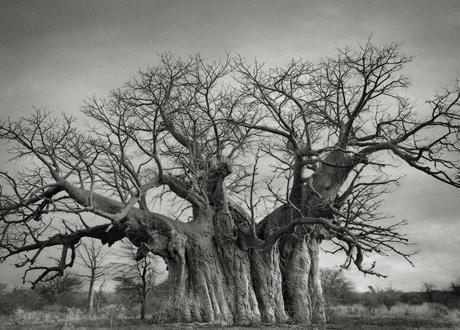 Beth Moon - ancient trees photography - supapanda (3)
