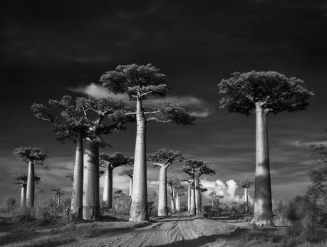 Beth Moon - ancient trees photography - supapanda (1)