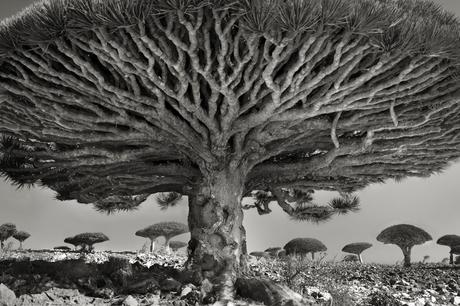 Beth Moon - ancient trees photography - supapanda (6)