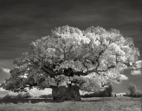 Beth Moon - ancient trees photography - supapanda (2)