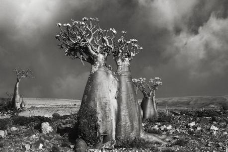 Beth Moon - ancient trees photography - supapanda (5)