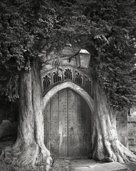Beth Moon - ancient trees photography - supapanda (9)
