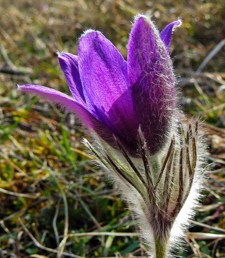 Printemps sur les pelouses et en forêt