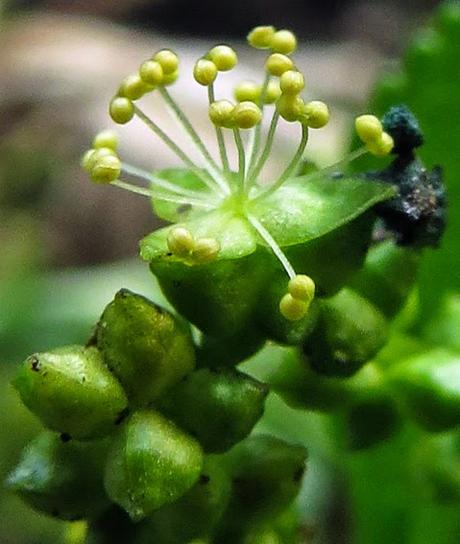 Printemps sur les pelouses et en forêt