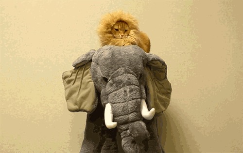 Chat Lion Chat Lion