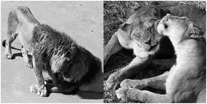 Calins lions Calins lions