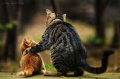 cat, mentor, comfort, réconfort, consoler, chat, chaton, kitty