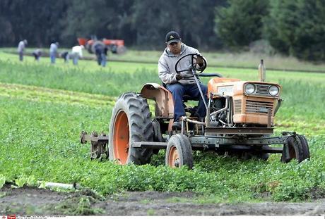 Cinq pesticides classés cancérogènes “probables” l’OMS