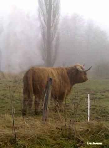 vache highland signÃ©