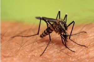 PALUDISME: S'inspirer de la défense du moustique pour protéger l'Homme – The Journal of Innate Immunity