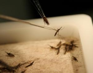 PALUDISME: S'inspirer de la défense du moustique pour protéger l'Homme – The Journal of Innate Immunity