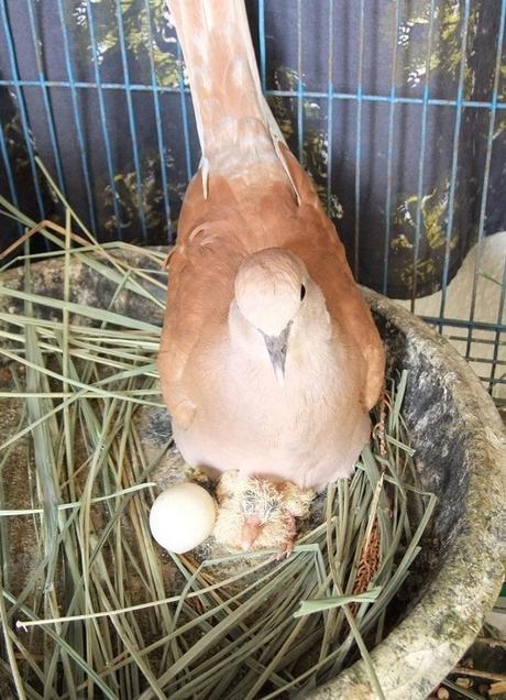 21 mars 2015: Nouvelle naissance à Udonthani