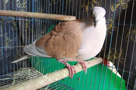 21 mars 2015: Nouvelle naissance à Udonthani