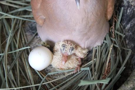 21 mars 2015: Nouvelle naissance à Udonthani