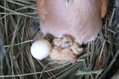 21 mars 2015: Nouvelle naissance à Udonthani