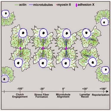 #Cell #drosophila #cellules #hémocytes #actine #inhibitiondelocomotionparcontact Forces intracellulaires orchestrant l’inhibition de locomotion par contact
