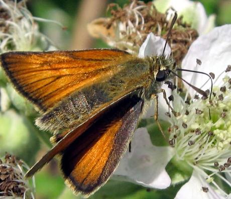 Certains sont déjà là...