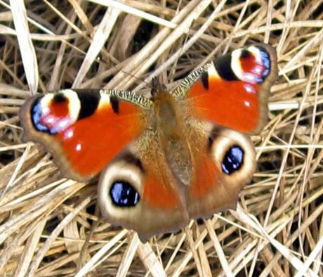 Certains sont déjà là...