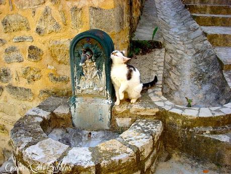 Le chat à la fontaine