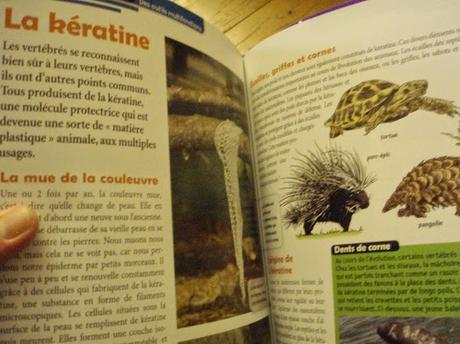 La grande aventure de l'évolution, Une histoire d'aujourd'hui