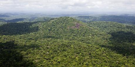 La forêt amazonienne, en 2008.