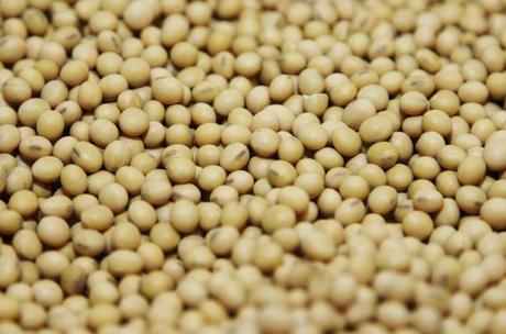 Des graines de soja transgénique résistant à l'herbicide Round Up, composé de glyphosate, au siège de Monsanto à Creve Coeur (Missouri).