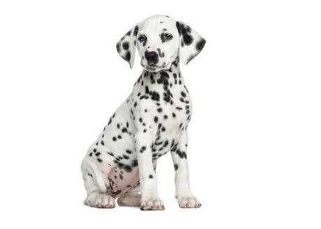 Dalmatian puppy sitting, isolated on white