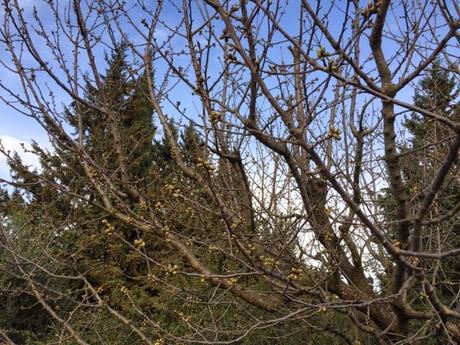Cerisiers : les premiers bourgeons