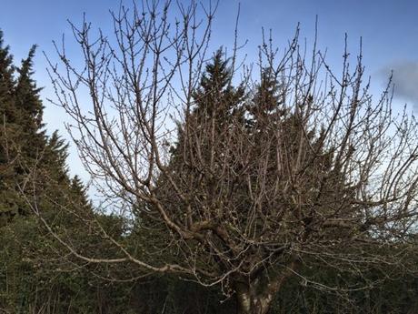 Cerisiers : les premiers bourgeons