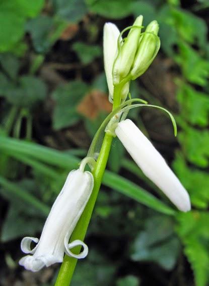 Hyacinthoides non-scripta (Jacinthe des bois)