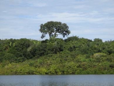 Impressionnante Amazonie!