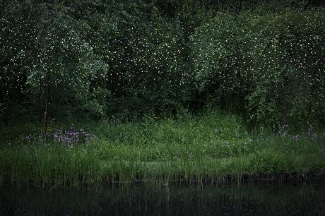 Ellie DAVIES Stars1 (© Ellie Davies, Stars)