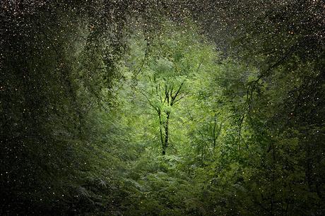 Ellie DAVIES Stars3 (© Ellie Davies, Stars)