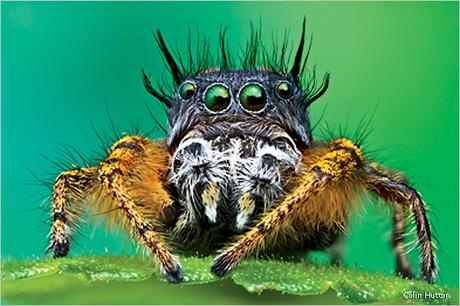 Les photos macro d'insectes de Colin Hutton