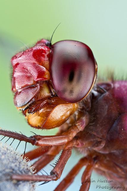 Les photos macro d'insectes de Colin Hutton