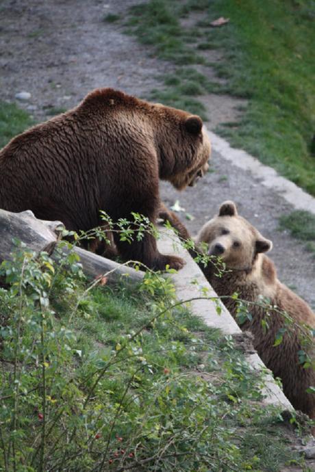 Bern l'ours