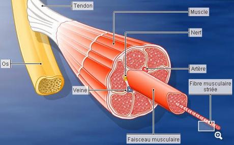 #trendsinendocrinologyandmetabolism #AMPK #musclesquelettique Rôles étendus pour l’AMPK dans la plasticité du muscle squelettiq